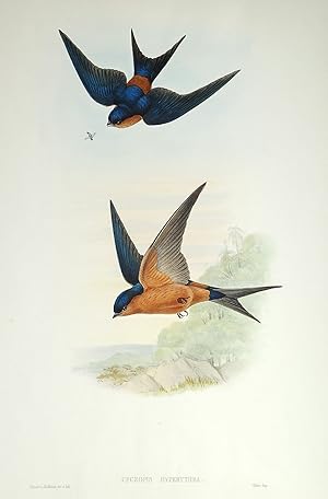 Antique Bird Print Cecropis Hyperythra CEYLONESE MOSQUE SWALLOW Original John Gould c1870