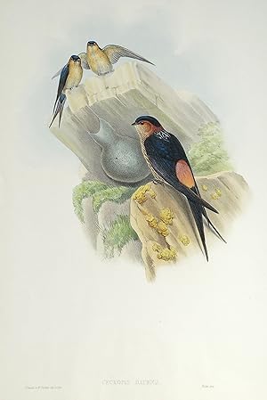 Antique Bird Print Cecropis Daurica DAURIAN MOSQUE SWALLOW original John Gould c1870