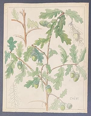 Chene [Oak tree]