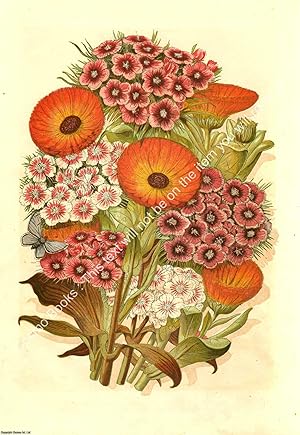 PRINT : 1868 ; Sweet William posy. A modern colour reprint of an original illustration from the I...