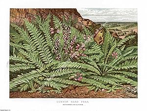 PRINT : 1865 ; Common Hard fern. A modern colour reprint of an original illustration from the Ill...