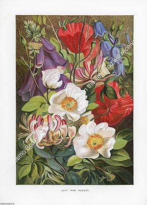 PRINT : 1863 ; Honeysuckle, Foxglove & flowers. A modern colour reprint of an original illustrati...