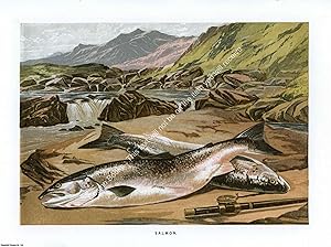 PRINT : 1864 ; Salmon. A modern colour reprint of an original illustration from the Illustrated L...
