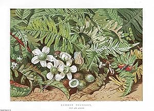 PRINT : 1865 ; Common Polypody. A modern colour reprint of an original illustration from the Illu...