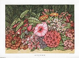 PRINT : 1866 ; Autumn Flowers. A modern colour reprint of an original illustration from the Illus...