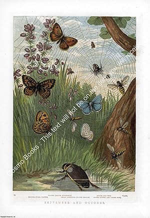 PRINT : 1860 ; Butterflies & Moths 5. A modern colour reprint of an original illustration from th...