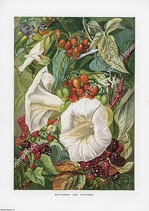 PRINT : 1863 ; Autumn Berries, Convolvulus. A modern colour reprint of an original illustration f...