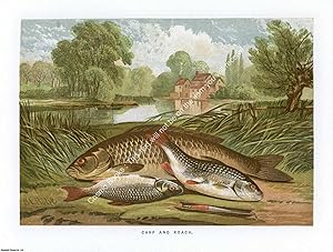 PRINT : 1864 ; Carp & Roach. A modern colour reprint of an original illustration from the Illustr...