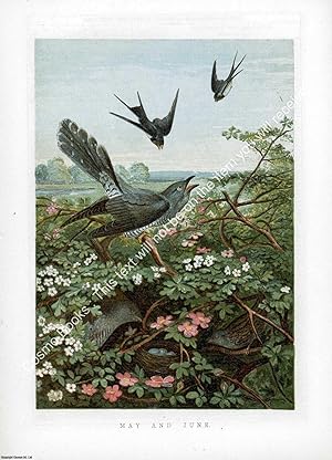 PRINT : 1859 ; Swallows & Cuckoo. A modern colour reprint of an original illustration from the Il...