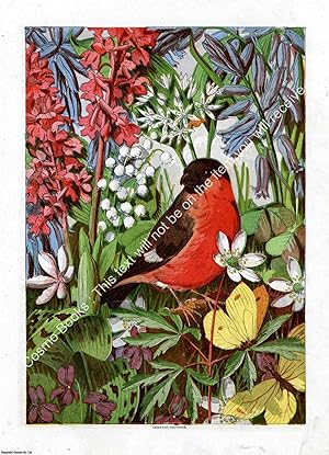 PRINT : 1869 ; Bullfinch. A modern colour reprint of an original illustration from the Illustrate...