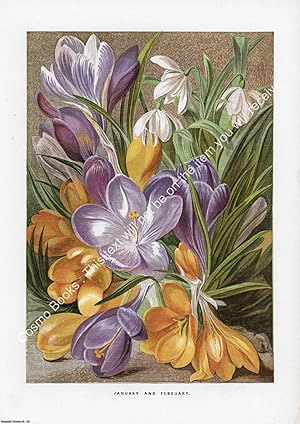 PRINT : 1863 ; Crocuses. A modern colour reprint of an original illustration from the Illustrated...