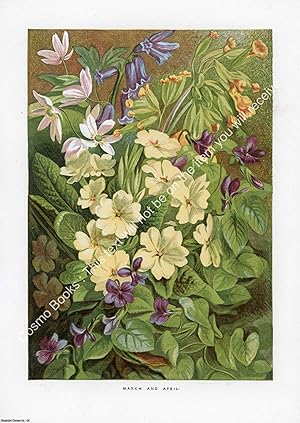 PRINT : 1863 ; Primrose & spring flowers. A modern colour reprint of an original illustration fro...