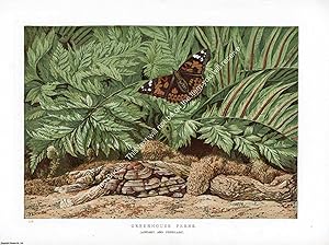 PRINT : 1865 ; Greenhouse Ferns. A modern colour reprint of an original illustration from the Ill...