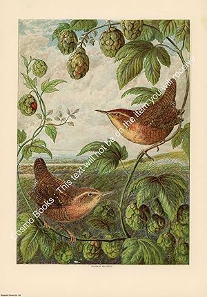 PRINT : 1870 ; Birds 2. A modern colour reprint of an original illustration from the Illustrated ...