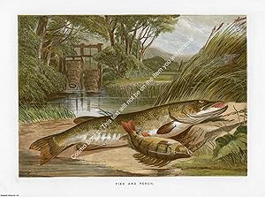 PRINT : 1864 ; Pike & Perch. A modern colour reprint of an original illustration from the Illustr...