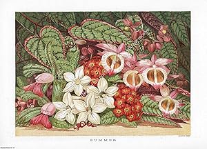 PRINT : 1866 ; Summer Flowers. A modern colour reprint of an original illustration from the Illus...