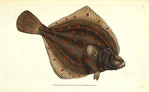 Antique Fish Print EUROPEAN PLAICE Original Hand Coloured Donovan Engraving 1802