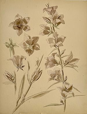[Campanula]