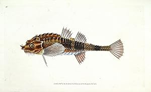 Antique Fish Print POGGE ARMED BULLHEAD Orig.Hand Col. Donovan Engraving 1802