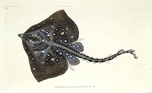 Antique Fish Print THORNBACK RAY Original Hand Coloured Donovan Engraving 1803