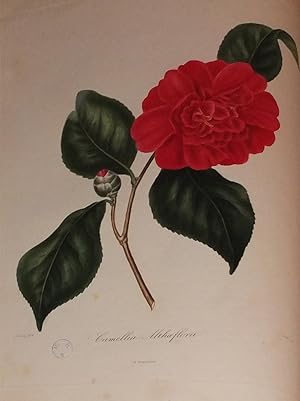 Iconographie du genre Camellia, ou description et figures des Camellia les plus beau et les plus ...