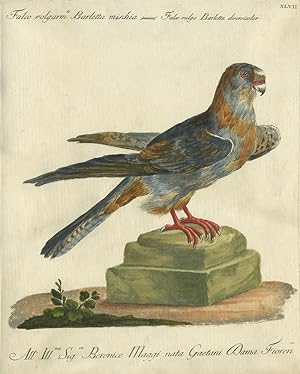 Falco volgarm, Barletta mischia, Plate XLVII, engraving from "Storia naturale degli uccelli tratt...