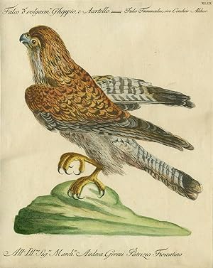 Falco volgarm, Gheppio e Acertello, Plate XLIX, engraving from "Storia naturale degli uccelli tra...