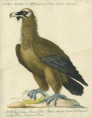 Avoltoio barbuto d'Africa, Plate XI, engraving from "Storia naturale degli uccelli trattata con m...
