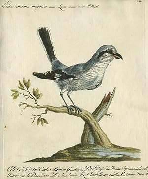 Velia cenerina maggiore, Plate LIII, engraving from "Storia naturale degli uccelli trattata con m...