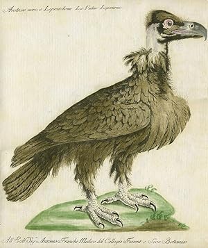 Avoltoio nero, o Lepraiolo, Plate IX, engraving from "Storia naturale degli uccelli trattata con ...