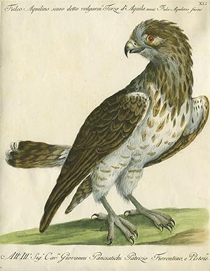 Falco Aquilino scuro detto volgarm, Terzo d'Aquila, Plate XLI, engraving from "Storia naturale de...