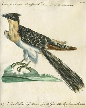 Cucule nero Indiano, o sia di Bengala, Plate LXXII, engraving from "Storia naturale degli uccelli...