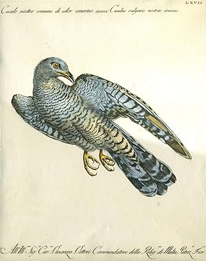 Cucule nostro comune di color cenerino, Plate LXXVII, engraving from "Storia naturale degli uccel...