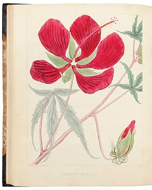 A Flora of North America. Illustrated by coloured figures, drawn from nature