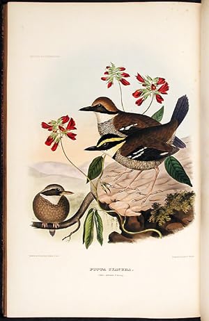 A Monograph of the Pittidae, or, Family of Ant Thrushes
