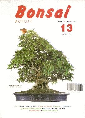 BONSAI ACTUAL Nº 13