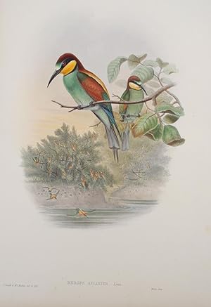 Merops Apiaster, Linn. Bee-eater.