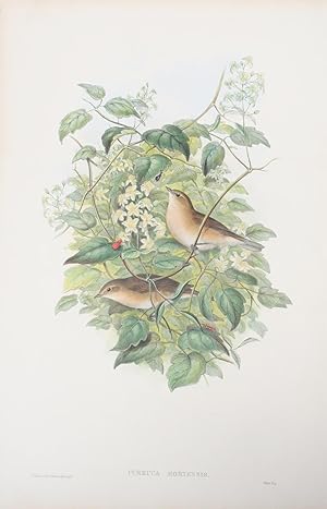 Curruca Hortensis. Garden-Warbler.
