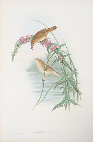 Calamoherpe Palustris. Marsh Warbler.