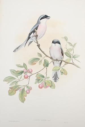 Lanius Minor, Gmel. Rose-breasted Shrike.