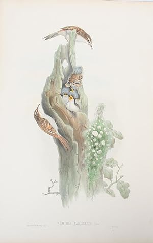 Certhia Familiaris, Linn. Tree-Creeper.