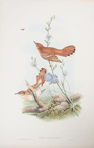 Aëdon Galactodes. Rufous Sedge-Warbler.