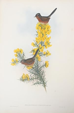 Melizopphilus Provincialis. Dartford Warbler.