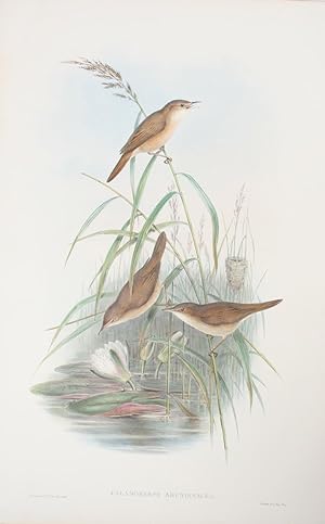 Calamoherpe Arundinacea. Reed Warbler.