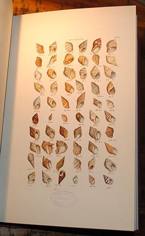 Index Testaceologicus, an illustrated catalogue of British and Foreign Shells, containing about 2...