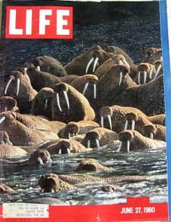 Life Magazine June 27, 1960 -- Cover: Alaskan Walrus