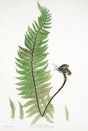 Polystichum aculeatum [Hard Shield Fern]; P.aculeatum argutum [Hard Shield Fern]; P.aculeatum ala...