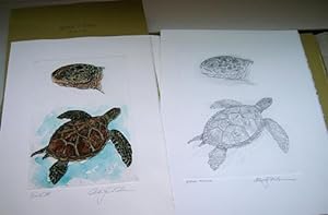 Cheloniidae - Sea Turtles