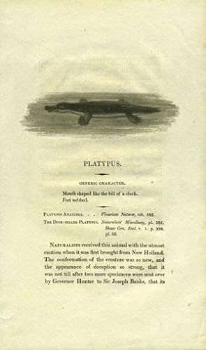 "Platypus", Bewick's Natural History