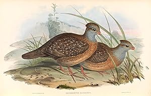 A monograph of the odontophorinae, or partridges of America
